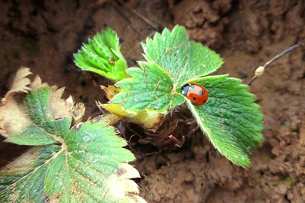 coccinelle