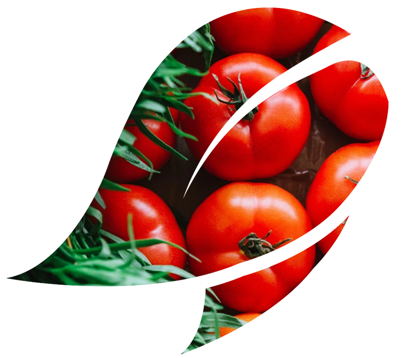Feuille avec tomate